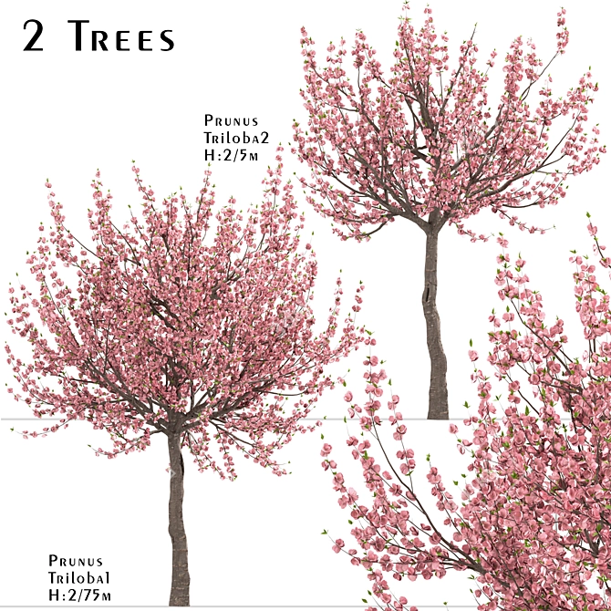 Flowering Almond Tree Duo (2 Trees) - Lovely Prunus Triloba Pair 3D model image 1