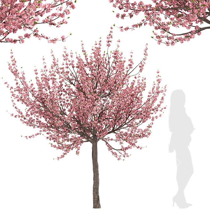 Flowering Almond Tree Duo (2 Trees) - Lovely Prunus Triloba Pair 3D model image 3