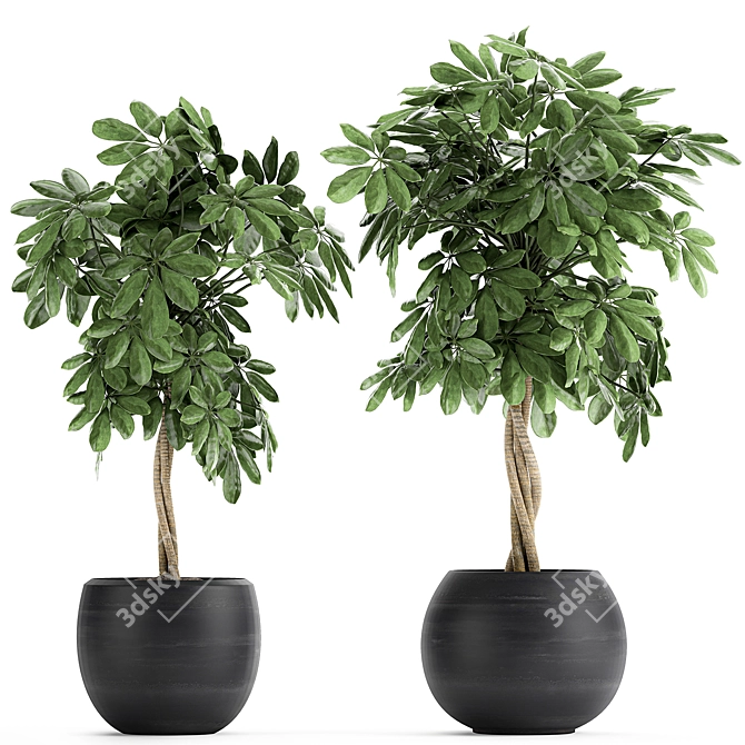 Tropical Schefflera Plants in Black Pots 3D model image 1