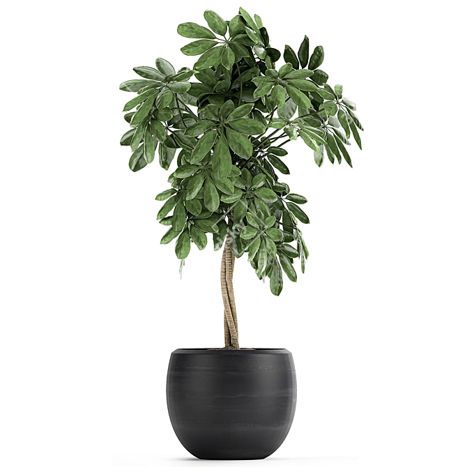 Tropical Schefflera Plants in Black Pots 3D model image 2