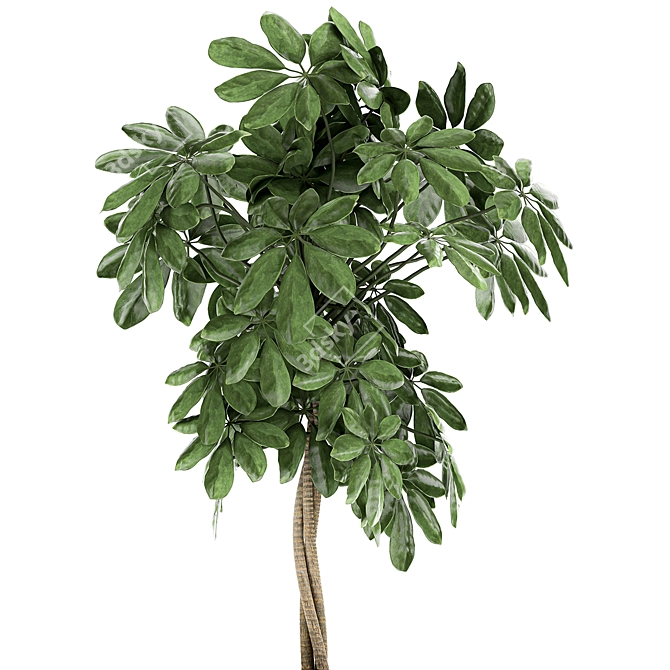 Tropical Schefflera Plants in Black Pots 3D model image 3