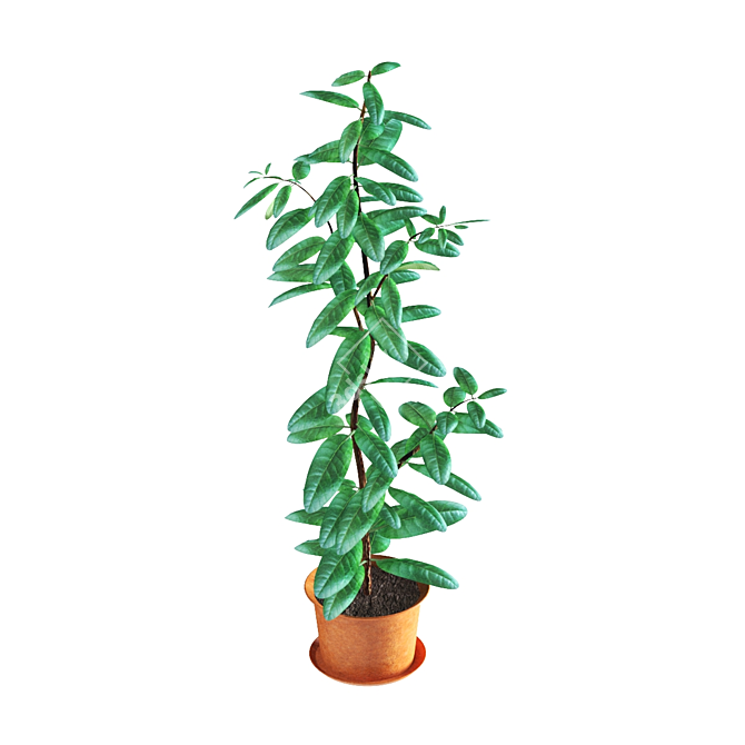 Ficus: Lifelike Indoor Plant Décor 3D model image 1