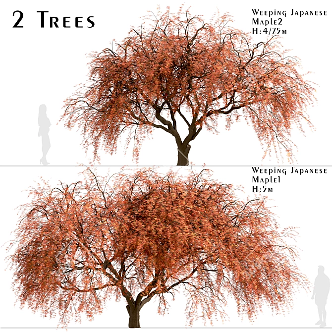 Beautiful Weeping Japanese Maple Set 3D model image 1