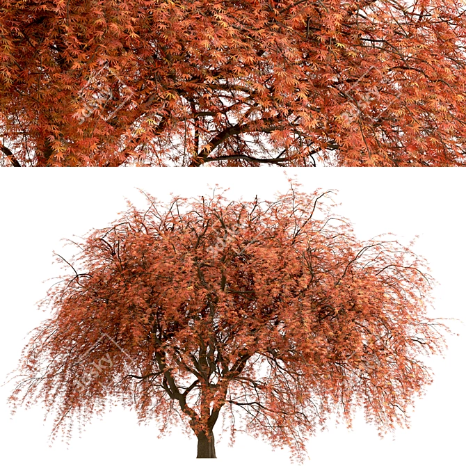 Beautiful Weeping Japanese Maple Set 3D model image 3