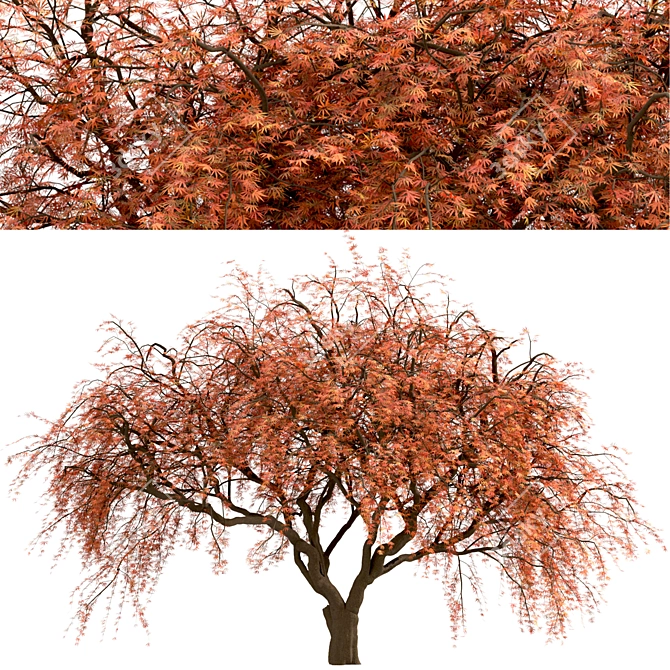 Beautiful Weeping Japanese Maple Set 3D model image 5