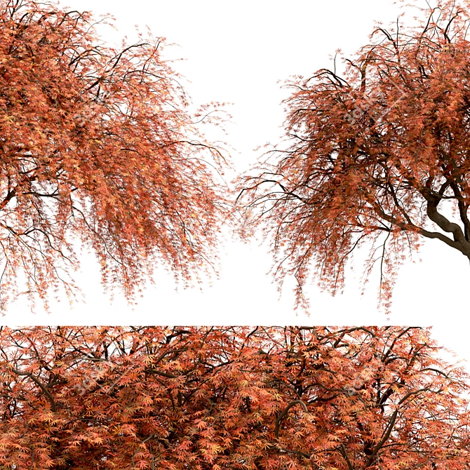 Beautiful Weeping Japanese Maple Set 3D model image 6