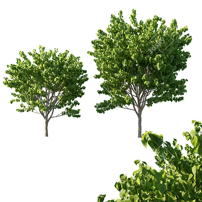 Elegant Cercis Canadensis Tree 3D model image 1