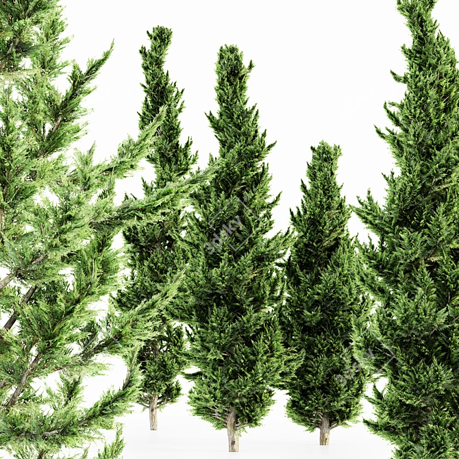  Hollywood Juniper 5 Tree Set 3D model image 2