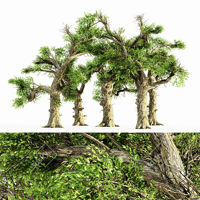Lush 5-Tree Honey Grove 3D model image 1