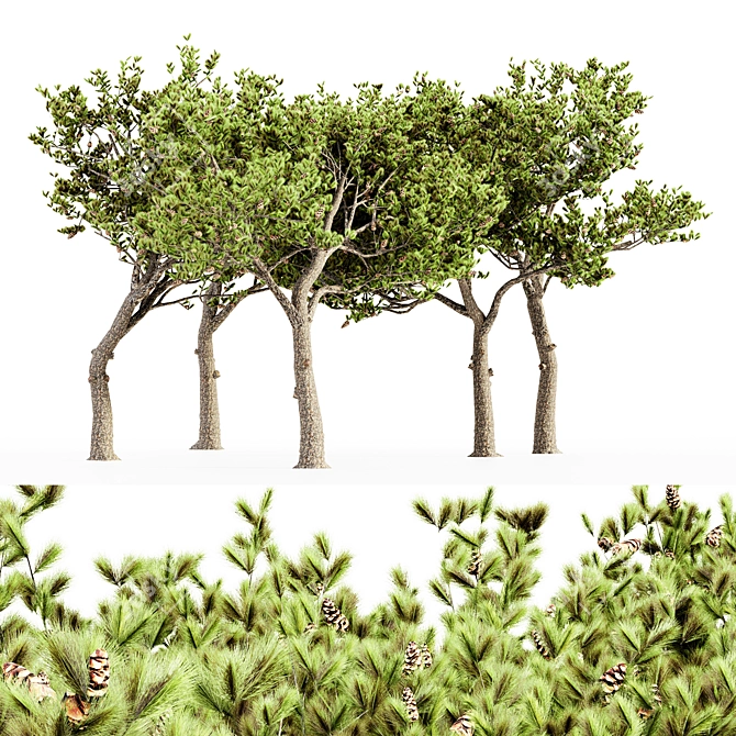 Italian Stone Pine - Set of 5 Tall Trees 3D model image 1