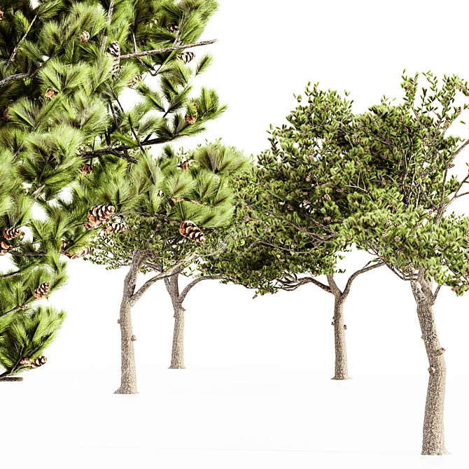 Italian Stone Pine - Set of 5 Tall Trees 3D model image 2