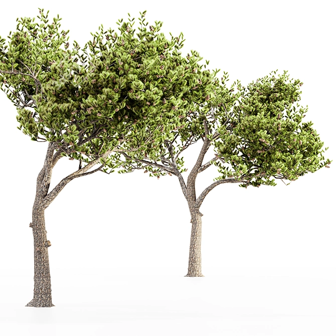 Italian Stone Pine - Set of 5 Tall Trees 3D model image 4