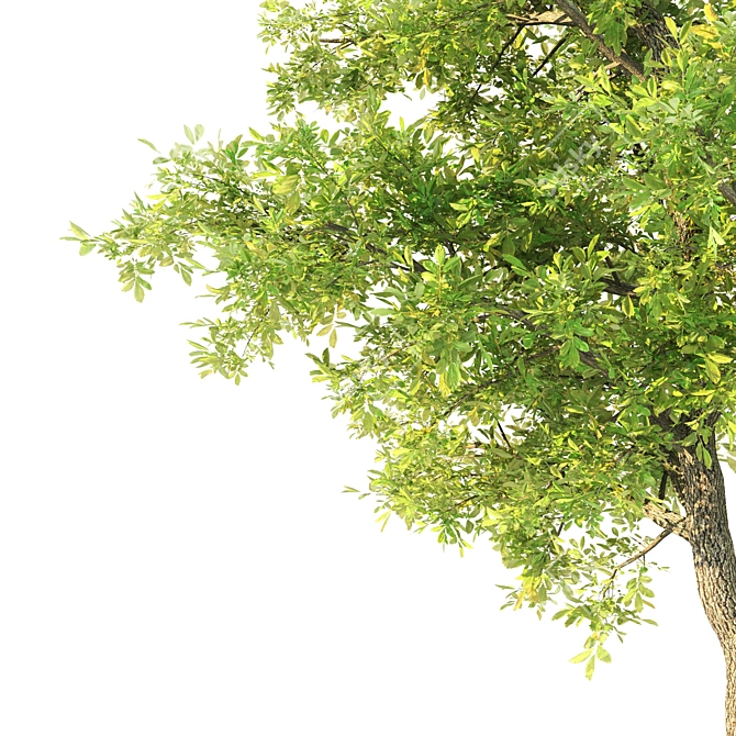 Evergreen Beauty: Sorrel Tree 3D model image 2