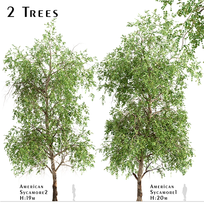 American Sycamore Trees - Majestic Pair for Landscaping 3D model image 1