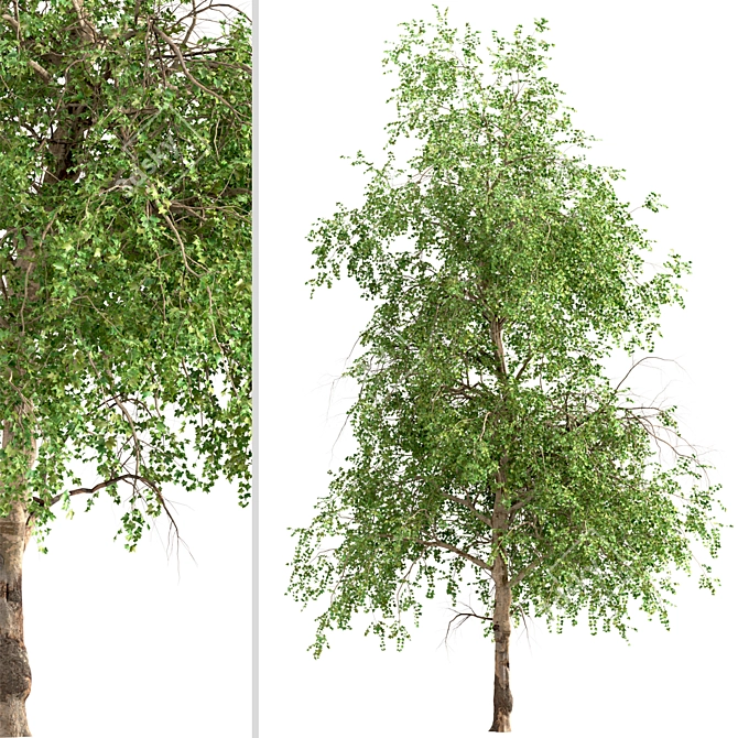 American Sycamore Trees - Majestic Pair for Landscaping 3D model image 2