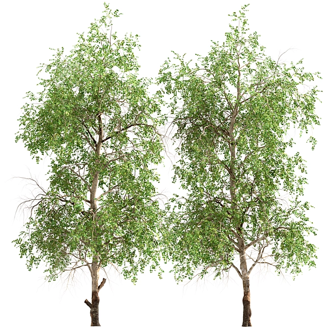 American Sycamore Trees - Majestic Pair for Landscaping 3D model image 3