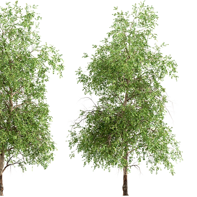 American Sycamore Trees - Majestic Pair for Landscaping 3D model image 4