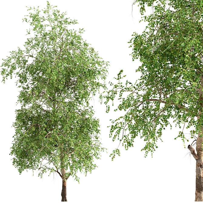 American Sycamore Trees - Majestic Pair for Landscaping 3D model image 5