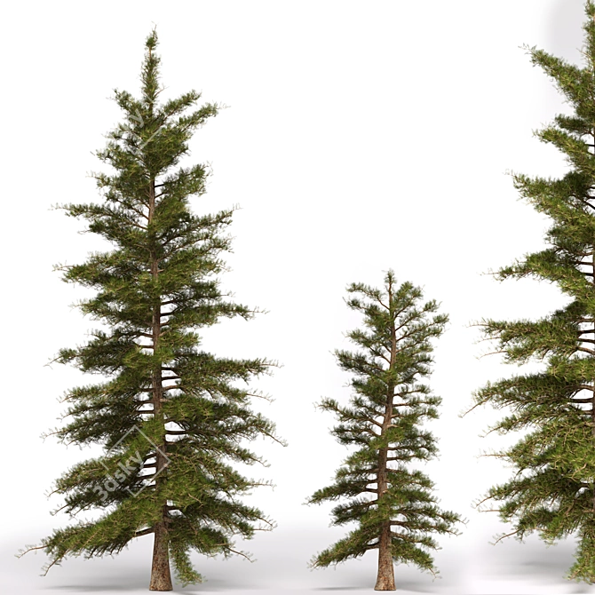 Evergreen Pine Tree: Two Sizes 3D model image 1