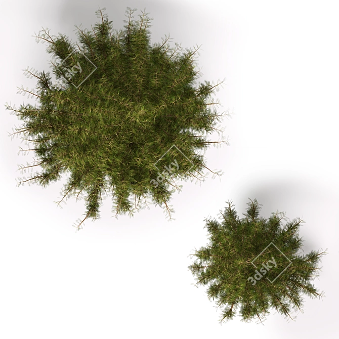 Evergreen Pine Tree: Two Sizes 3D model image 2