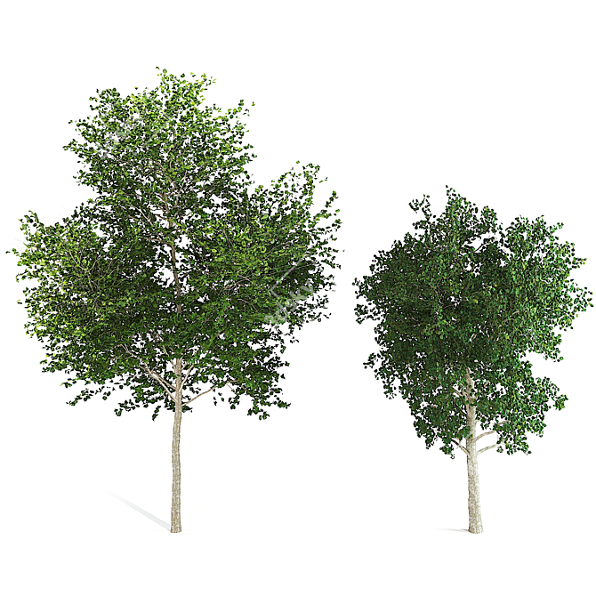 Birch Tree Duo: Timeless Elegance 3D model image 1