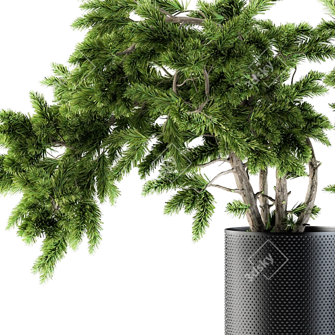 Evergreen Bliss Bonsai pine trees 3D model image 2