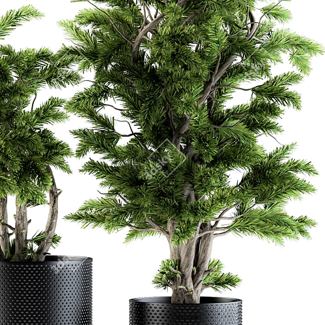 Evergreen Bliss Bonsai pine trees 3D model image 3