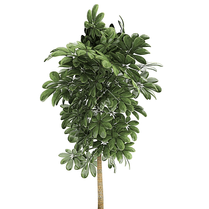 Exotic Tropical Plant Collection 3D model image 4