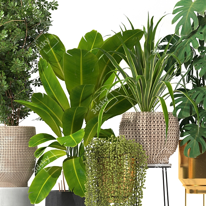 Five Plant Collection: Indoor and Outdoor Ornamental Pots 3D model image 3