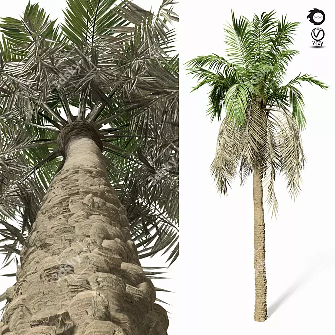 Tropical Paradise Palm Tree 3D model image 2