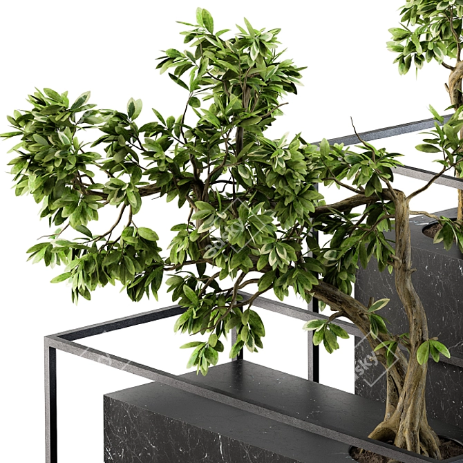 Zen Bonsai Benjamin Set 3D model image 2