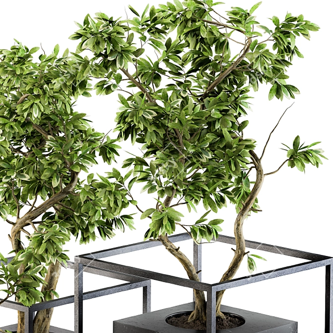 Zen Bonsai Benjamin Set 3D model image 3