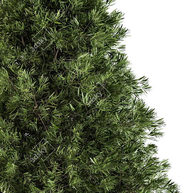 Evergreen Beauty: Indoor Pine Tree 3D model image 2