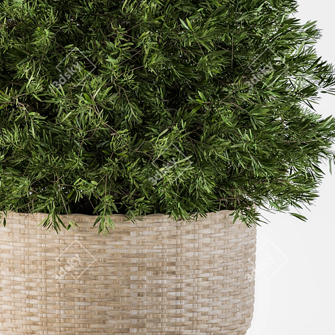 Evergreen Beauty: Indoor Pine Tree 3D model image 3