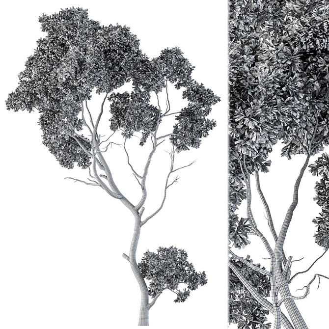 Lush Green Maple Tree Set 3D model image 4
