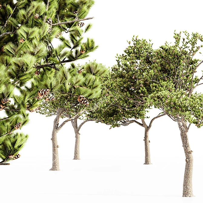 Italian Stone Pine Collection: 5 Majestic Trees 3D model image 2