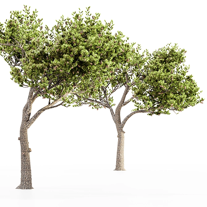 Italian Stone Pine Collection: 5 Majestic Trees 3D model image 4