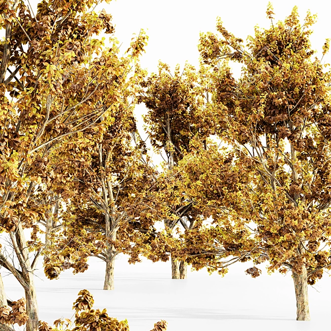 Korean Stewartia Forest: Fall 5-Tree Collection 3D model image 2