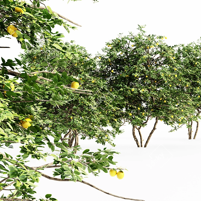 Tall and Lush Lemon Tree - Set of 5 3D model image 4