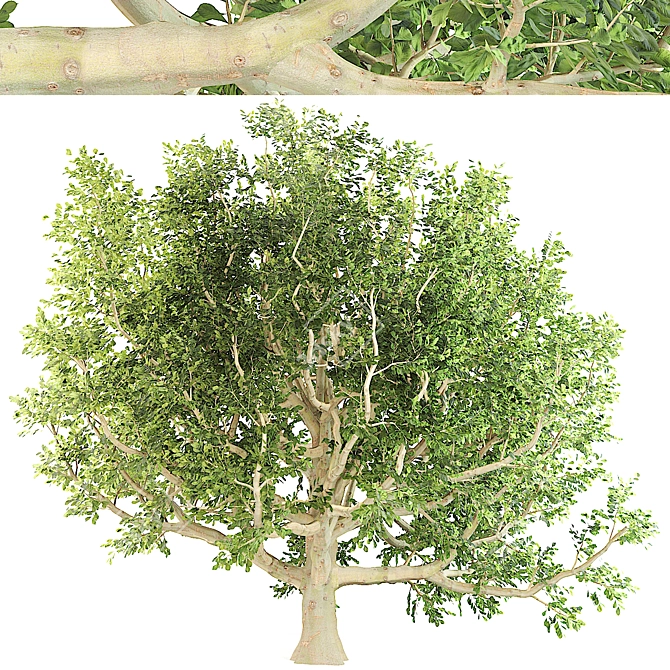 Majestic Chestnut Tree 3D model image 3