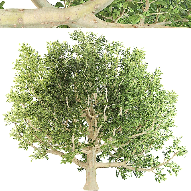 Majestic Chestnut Tree 3D model image 4