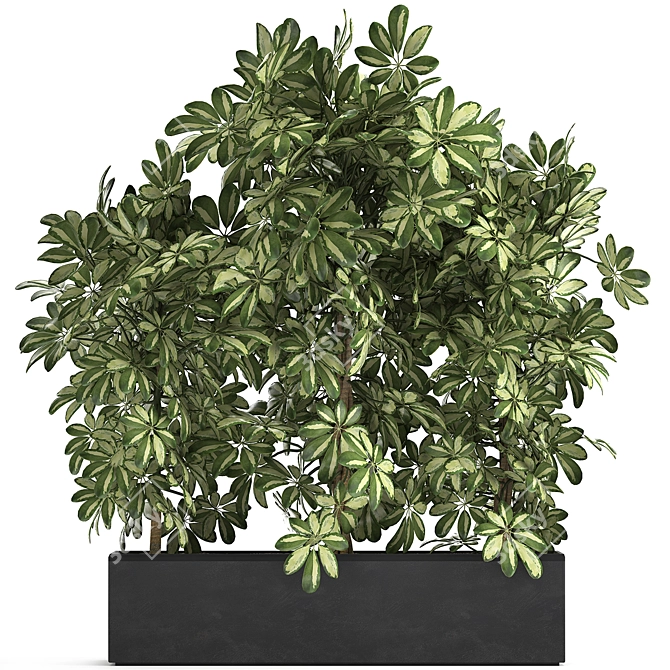 Tropical Schefflera Collection in Black Pots 3D model image 1