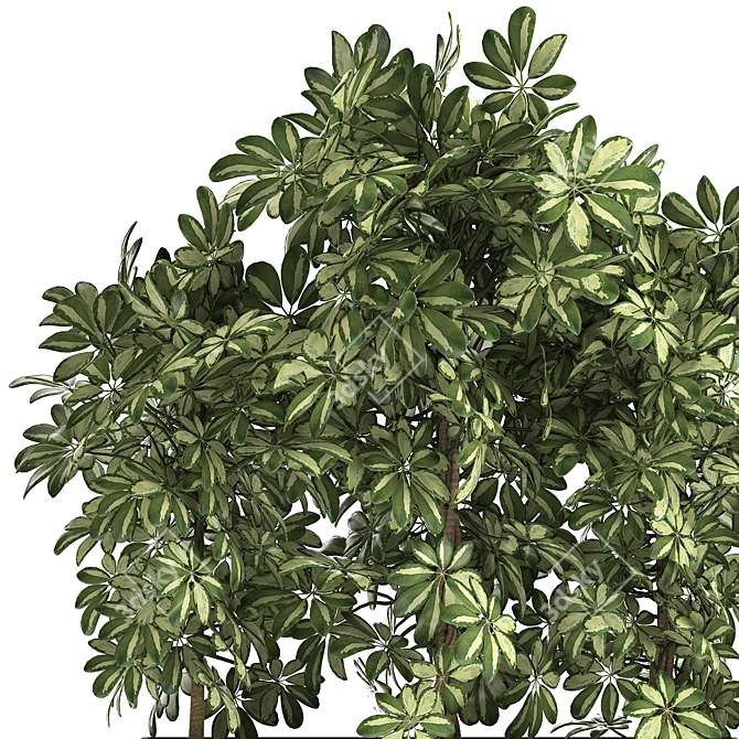 Tropical Schefflera Collection in Black Pots 3D model image 2