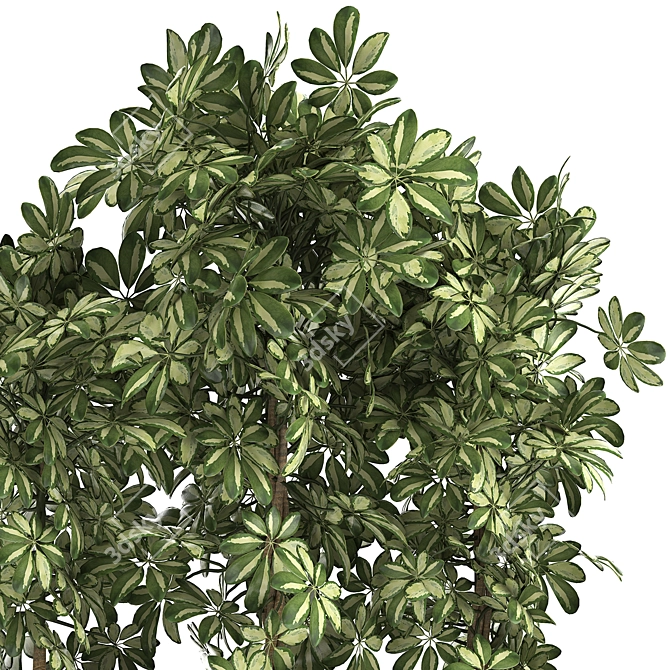 Tropical Schefflera Collection in Black Pots 3D model image 4