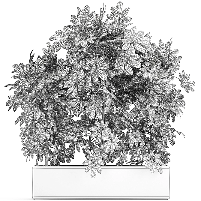 Tropical Schefflera Collection in Black Pots 3D model image 5