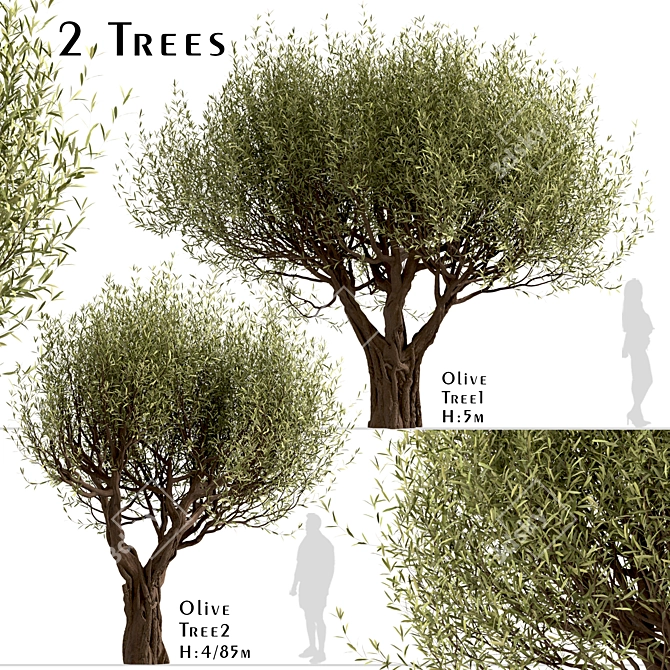 Mediterranean Beauty: Set of 2 Olive Trees 3D model image 1