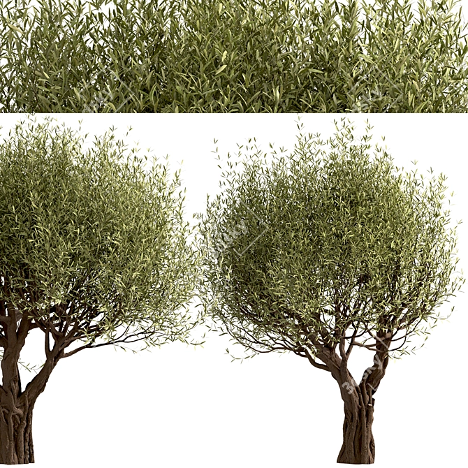Mediterranean Beauty: Set of 2 Olive Trees 3D model image 2
