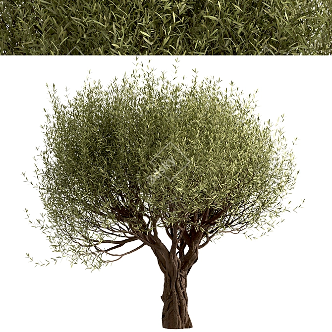 Mediterranean Beauty: Set of 2 Olive Trees 3D model image 4