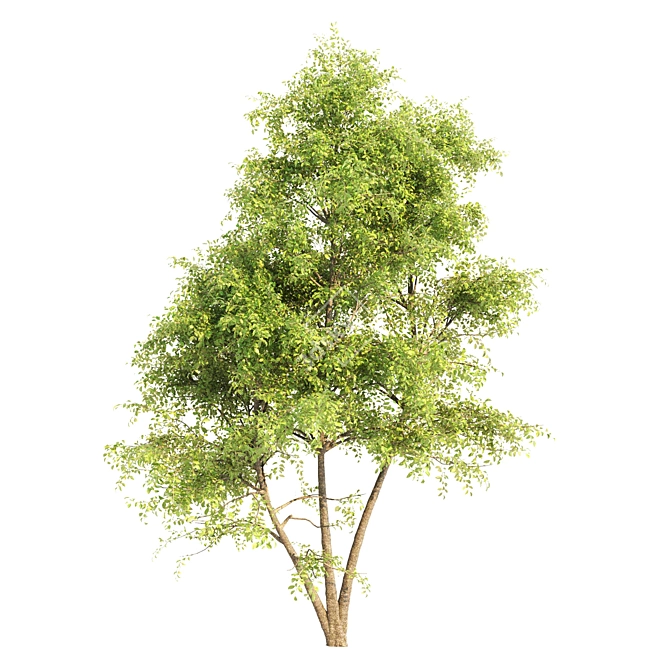 Triple Tree Set: Eucalyptus, Palm & Ash 3D model image 4