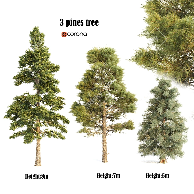 Pine Polygons Set 3D model image 1